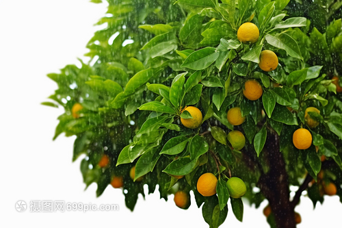 橘子果树果实